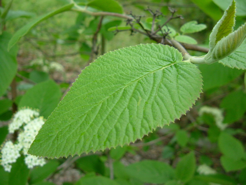 Viburnum lantana / Viburno lantana